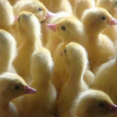 家禽幼苗与家禽销售指南 灵活定价与市场趋势分析