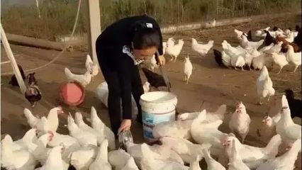 助力青年创业之星，点亮家禽销售新未来