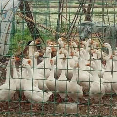 南宁畜禽养殖与家禽销售产业分析与发展前景