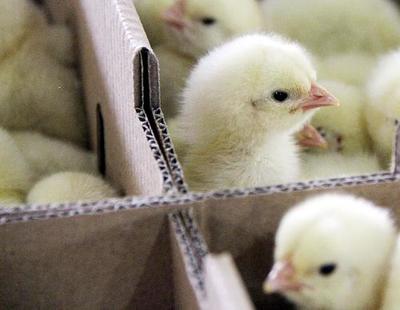 山东临沂家禽养殖户抄底补栏，家禽销售迎来新机遇