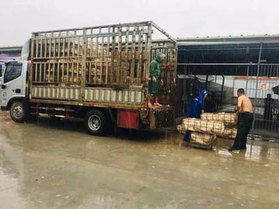 鮀城在行动 大白鹅集中圈养 鹅毛不再大“雪” | 金平鮀莲街道赖厝社区家禽集散中心助力乡村振兴