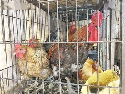 家禽销售引争议 曲靖市场宰杀依旧，政策与现实的碰撞