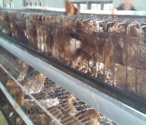 周口青年鸡热卖促销，开启家禽销售新篇章