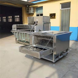 革新家禽销售 鸡全自动沥血烫脱一体机引领产业升级