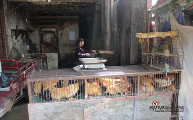 马王堆菜市场暂停禽类交易后的市场观察与家禽销售现状分析