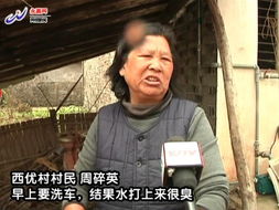 禽流感阴影下的市场寒冬 家禽销售跌入冰点的困境与思考