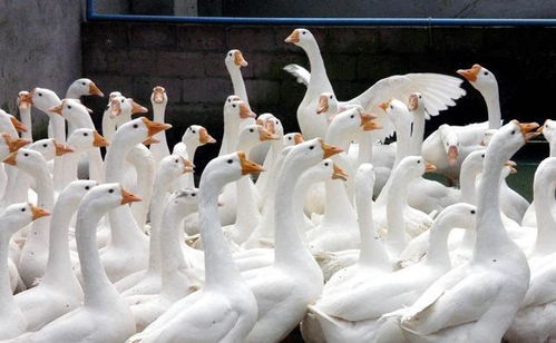 鹅肉价格为何高于鸭肉？农村家禽市场背后的真相