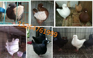 信宜家禽销售 专业供应元宝鸽、青年银王鸽与灰王鸽