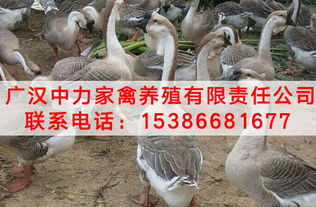 德阳鹅苗批发基地 哪里鹅苗最便宜？家禽选购全攻略