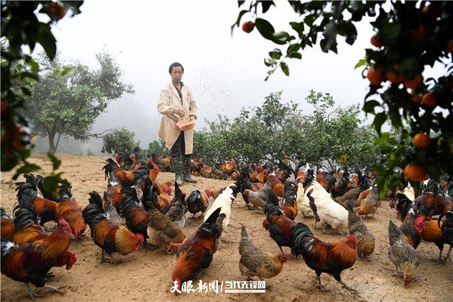 多彩贵州·相约2020 | 榕江 小香鸡“孵”出脱贫大产业