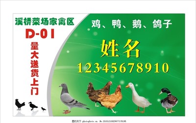家禽销售名片设计 传递品质与信任的艺术