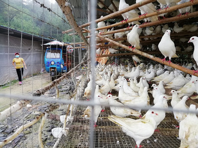 中山警察助力肇庆乡村家禽销售，护航复工复产